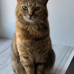 La Ferme Aux Chats 住宿加早餐酒店
