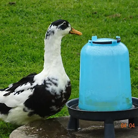 La Ferme Aux Chats Bed & Breakfast