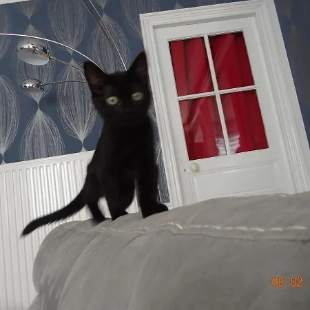 לינה וארוחת בוקר La Ferme Aux Chats Formigny