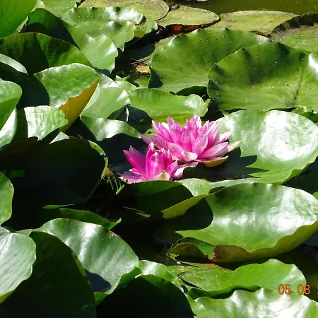 La Ferme Aux Chats Formigny