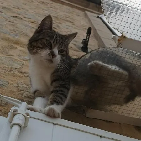 La Ferme Aux Chats 3* Formigny
