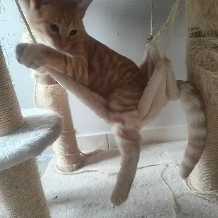 La Ferme Aux Chats Bed & Breakfast Formigny