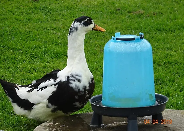 La Ferme Aux Chats 住宿加早餐酒店