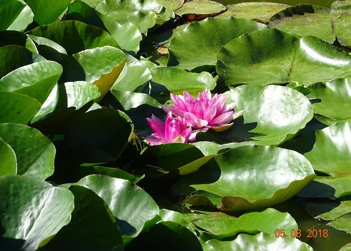 La Ferme Aux Chats Formigny