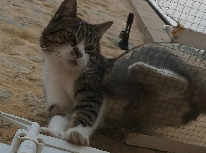 La Ferme Aux Chats 4* Formigny