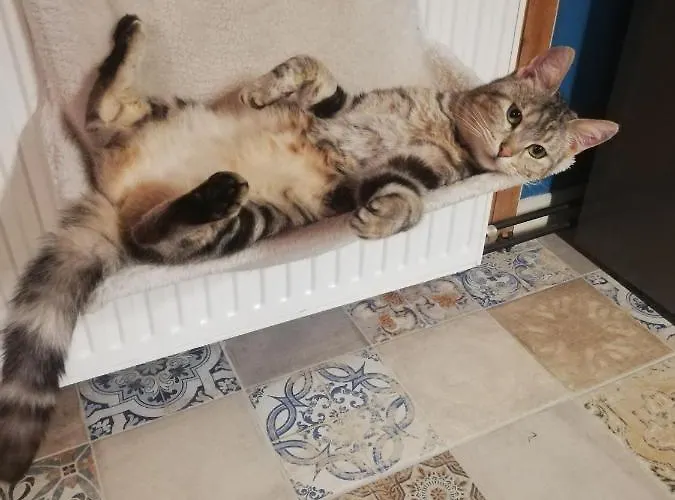 La Ferme Aux Chats Formigny