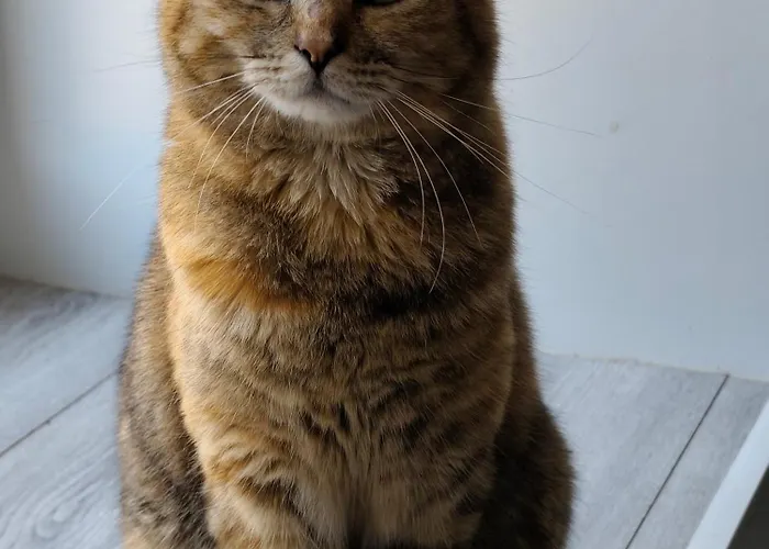 La Ferme Aux Chats 住宿加早餐酒店